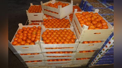 'Noqonuniy olib o`tilayotgan 41 million so`mlik sitrus mevalar aniqlandi'ning rasmi