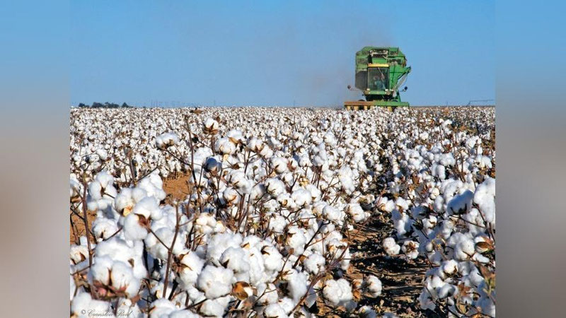 '2019 yilda qancha erga paxta ekilishi ma`lum bo`ldi'ning rasmi