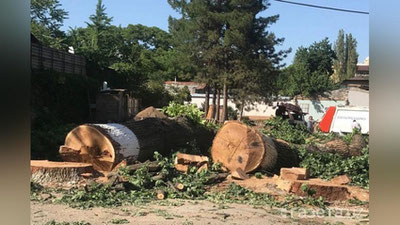 'O`zbekistonda daraxtlarni kesish to`lovlar asosida amalga oshiriladi'ning rasmi