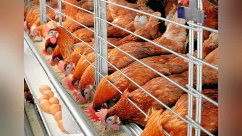 'O`zbekistonda parrandachilik klasterlari tashkil qilinadi'ning rasmi