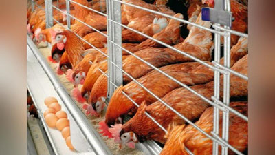 'O`zbekistonda parrandachilik klasterlari tashkil qilinadi'ning rasmi