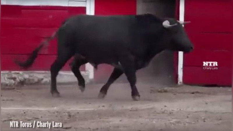 '​Korridoda buqalar tomoshabinlarga hujum qildi (Video)'ning rasmi