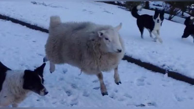 'Итлар тарбиялаган қўзичоқ (Видео)'ning rasmi