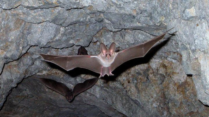 Изрображение 'Гнездо летучих мышей обошлось жителю Уртачирчикского района в $5 тысяч'