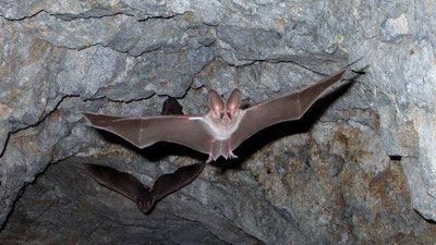 Изрображение 'Гнездо летучих мышей обошлось жителю Уртачирчикского района в $5 тысяч'