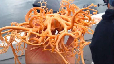 Изрображение 'Странное существо выловили у берегов Аляски (видео)'