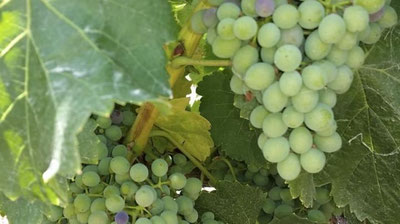 Изрображение 'Систему кластеров создают в плодоовощеводстве и виноградарстве (видео)'