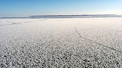 'Россиядаги Ладога кўли қўзиқорин ва гуллар шаклидаги кристаллар билан қопланди (Фото)'ning rasmi