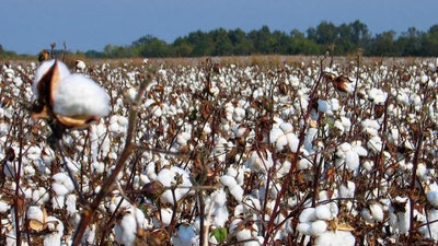 'Qiziltepalik fermerlar davlatga paxta topshirish rejasini bajardi'ning rasmi