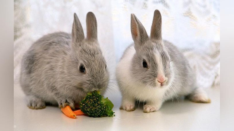 'Талабалар қуён устида муваффақиятли жарроҳлик ўтказишди'ning rasmi