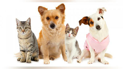 'It va mushuklarni saqlashga oid talablarni buzganlar qanday jarimaga tortiladi?'ning rasmi