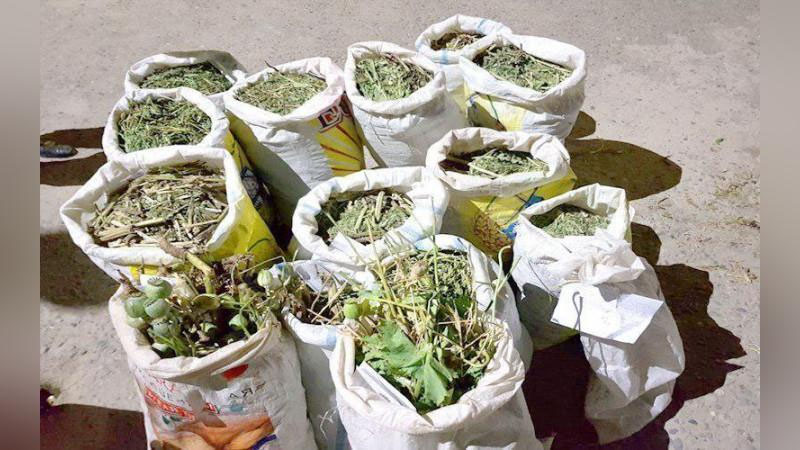 'Ishtixonda 82 yoshli otaxonning uyidan 56 kg ko`knori topildi'ning rasmi