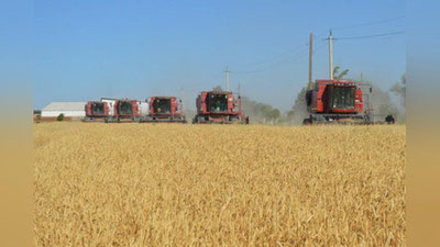 'O`zbekistonda mineral o`g`itsiz hosil etishtirish texnologiyasi yaratildi'ning rasmi