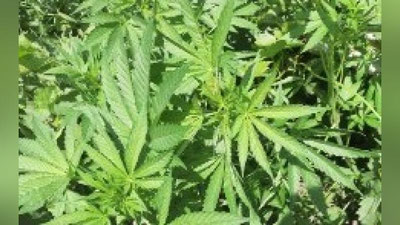 'Jo`xorilar orasiga nima ekilgan edi?'ning rasmi