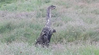 '​ЛОХ-НЕСС КЎЛИ МАХЛУҚИ ҚУРУҚЛИККА ЧИҚДИ'ning rasmi