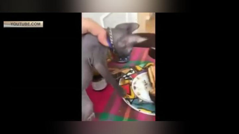 Изрображение 'НАГЛЫЙ КОТ УКРАЛ ТОРТ И СТАЛ ЗВЕЗДОЙ СЕТИ (ВИДЕО)'