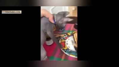 Изрображение 'НАГЛЫЙ КОТ УКРАЛ ТОРТ И СТАЛ ЗВЕЗДОЙ СЕТИ (ВИДЕО)'