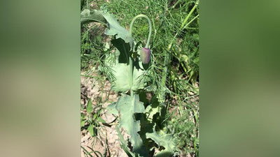 '​“Kannabis”ni parvarishlashning ayanchli oqibati'ning rasmi