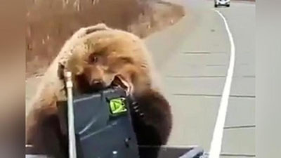 'Ayiq kuppa-kunduzi ovqat o`g`irladi (Video) 'ning rasmi