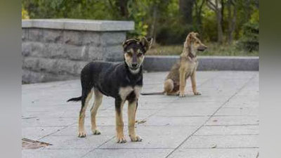 '​9 yoshli qizchani it g`ajib o`ldirishi ularning yoppasiga o`qqa tutilishiga sabab bo`ldi'ning rasmi