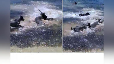 'Itlar galasi akulaga tashlandi 'ning rasmi