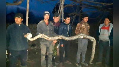 'Farg`ona kanalining yonidan 3 metrli bo`g`ma ilon topildi (video)'ning rasmi