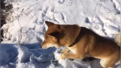 Изрображение '"ЭТО ФИАСКО, БРАТАН": СОБАКА ПО КЛИЧКЕ СТИВ СТАЛА МЕМОМ (ФОТО, ВИДЕО)'