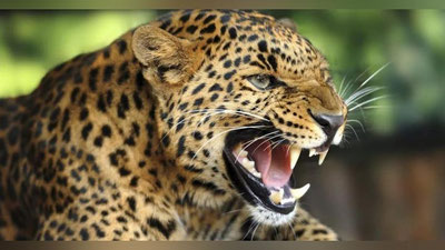 'Afrika leopardi turistning oyog`i bilan o`ynashdi (Video)'ning rasmi