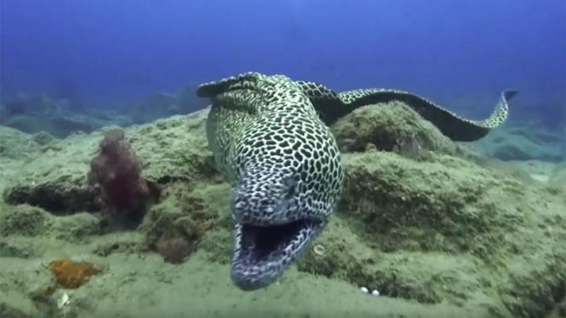 Изрображение 'АФРИКАНСКАЯ МУРЕНА НАБРОСИЛАСЬ НА ПОЛЬСКОГО ДАЙВЕРА'