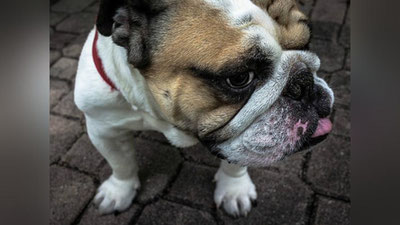 Изрображение 'КРИК УЖАСА: ЩЕНОК БУЛЬДОГА ПОНЕССЯ В ДОМ ПОСЛЕ ГРЯЗЕВЫХ ВАНН (ВИДЕО)'