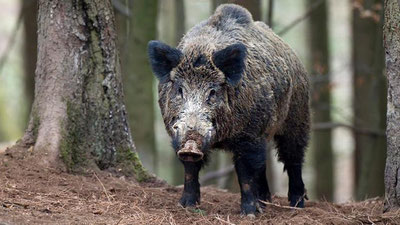 'UKRAINA ARMIYaSI IT O`RNIDA JANGOVOR TO`NG`IZLARDAN FOYDALANMOQDA'ning rasmi