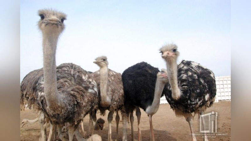 'Jizzaxda Afrika tuyaqushlari parvarishlanmoqda (foto)'ning rasmi