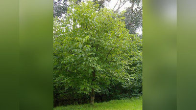 'Ўзбекистонда Ёнғоқ ишлаб чиқарувчилар ва экспорт қилувчилар уюшмаси тузилади'ning rasmi