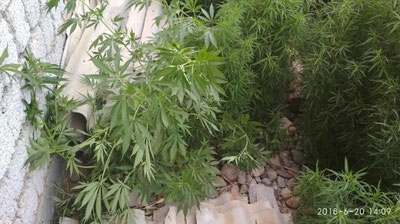 'Toshkent viloyatida fuqaro tomorqasida «kannabis» etishtirgani aniqlandi'ning rasmi