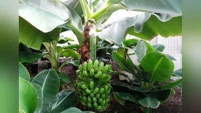 'Андижонда икки гектарлик банан боғи барпо этилди'ning rasmi