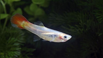 'АМЕРИКАЛИК ЭРКАК БАЛИҚНИ ЎЛДИРГАНИ УЧУН ҚАМАЛДИ'ning rasmi