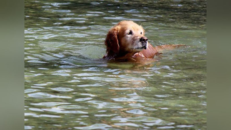 'So`nggi ikki kunda ikki kishi suvda cho`kib ketdi'ning rasmi