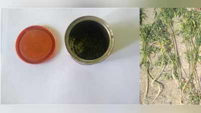 'Bojxonachilar giyohvandlik vositalarining yashirin aylanmasini fosh etishdi'ning rasmi