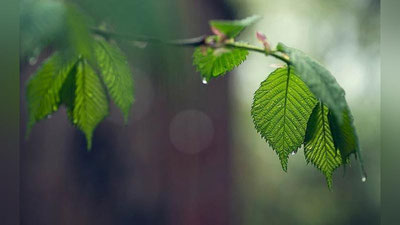 '6 апрель куни кечаси ва куннинг биринчи ярмида ёмғир ёғади 'ning rasmi