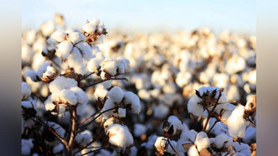 'Bog`ot tumani hokimi jarimaga tortildi'ning rasmi