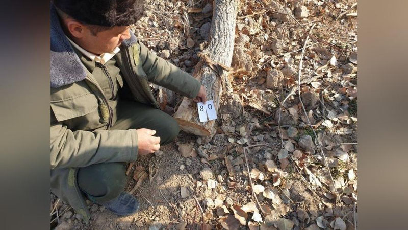 'Xorazmda daraxtlarni kesgan mansabdorga nisbatan 2 yil ozodlikni cheklash jazosi tayinlandi'ning rasmi