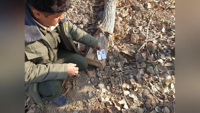 'Xorazmda daraxtlarni kesgan mansabdorga nisbatan 2 yil ozodlikni cheklash jazosi tayinlandi'ning rasmi