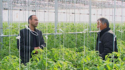 'SAMARQANDDA ROSSIYaDA BIRINChI O`RINDA TURUVChI POMIDOR ETIShTIRMOQDA'ning rasmi