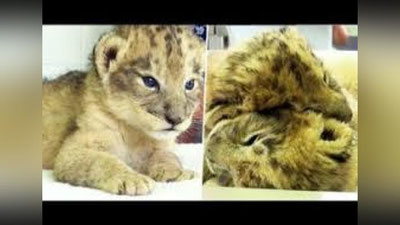 'Sun`iy yo`l bilan arslon bolasi tug`ildi'ning rasmi