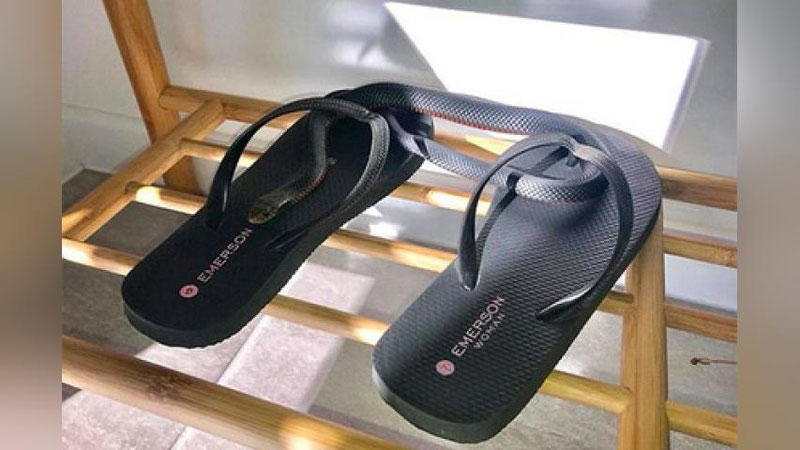 'ЗАҲАРЛИ ИЛОН ШИППАКНИ “ИШҒОЛ ҚИЛДИ”'ning rasmi