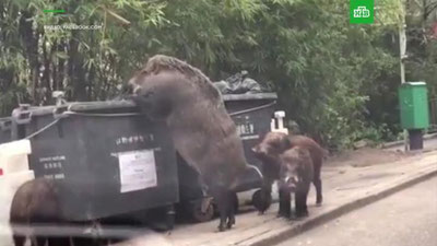 'Гонконгда улкан ёввойи тўнғиз мактаб болаларининг ўтакасини ёрди'ning rasmi