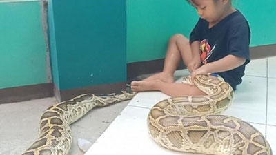 'Qizcha bo`g`ma ilonning tishini tozalab qo`ydi (Video) 'ning rasmi