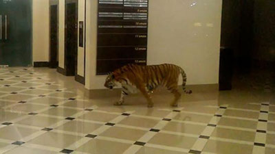 '​Хабаровскдаги савдо марказига йўлбарс кирди (Видео)'ning rasmi