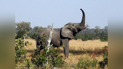 'Filga yaproq kerak bo`lsa, orqa oyoqlariga turadi (Foto)'ning rasmi