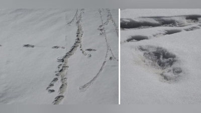 Изрображение 'ИНДИЙСКАЯ АРМИЯ СООБЩИЛА ОБ ОБНАРУЖЕНИИ СЛЕДОВ ЙЕТИ (ФОТО)'